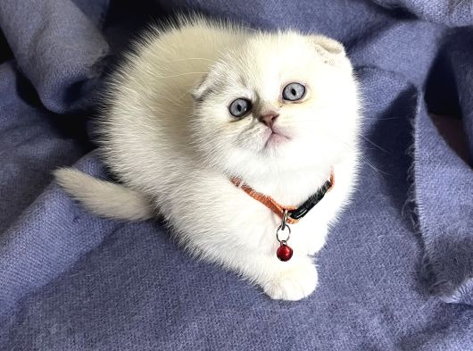 Ayi Kafa Panda Surat A Kali̇te görsel