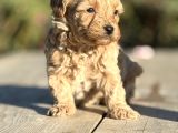 Oyuncak gibi maltipoo minikler
