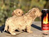 Sevimli F1 Maltipoo Bebeklerimiz