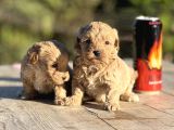 Sevimli f1 maltipoo Bebeklerimiz