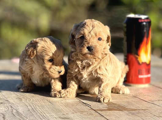 Sevimli F1 Maltipoo Bebeklerimiz