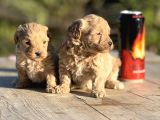 Sevimli F1 Maltipoo Bebeklerimiz
