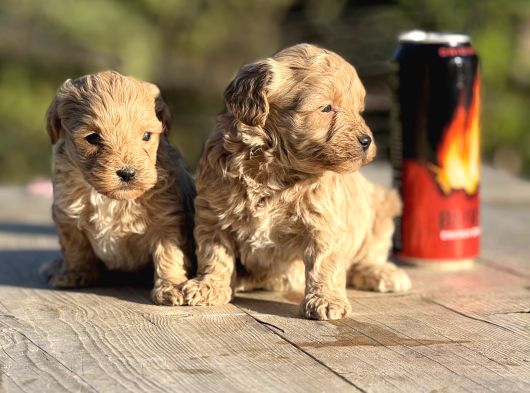 Sevimli F1 Maltipoo Bebeklerimiz görsel