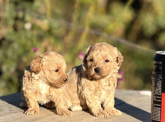 Sevimli F1 Maltipoo Bebeklerimiz görsel