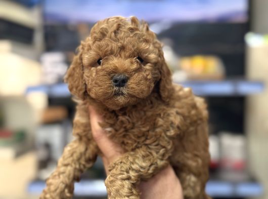 Kg Garantili Orjinal Toy Poodle Bebekler