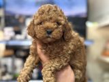 Kg Garantili Orjinal Toy Poodle Bebeklerimiz
