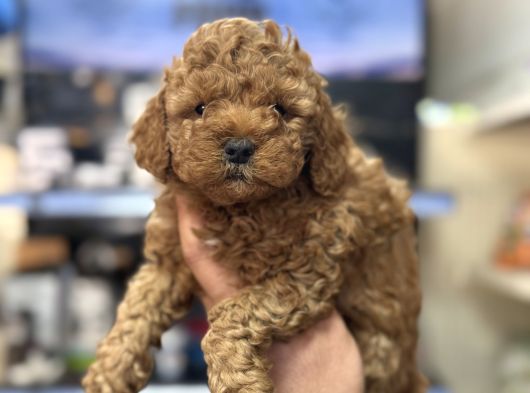 Kg Garantili Orjinal Toy Poodle Bebeklerimiz görsel