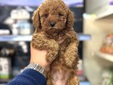 Kg Garantili Orjinal Toy Poodle Bebekler