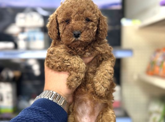 Kg Garantili Orjinal Toy Poodle Bebekler görsel