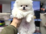 Sıfır burun pomeranian ayıcık a kalite yavrumuz