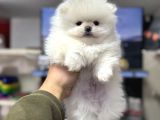 Pomeranian Sıfır Burun Ayıcık Yavrumuz