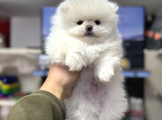 Pomeranian Sıfır Burun Ayıcık Yavrumuz görsel