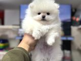 Pomeranian Sıfır Burun Ayıcık Yavrumuz