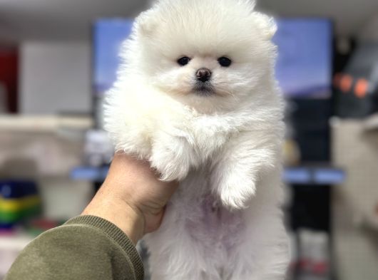 Pomeranian Sıfır Burun Ayıcık Yavrumuz görsel