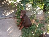 Ki̇ng Doberman Yavrulari