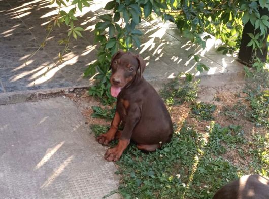 Ki̇ng Doberman Yavrulari görsel