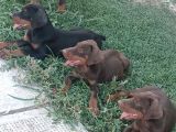 Ki̇ng Doberman Yavrulari