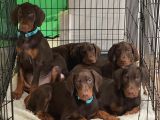 kİNG DOBERMAN YAVRULARI