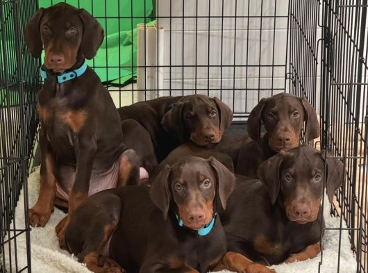 Ki̇ng Doberman Yavrulari