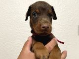 KIZIL DOBERMAN YAVRULARI
