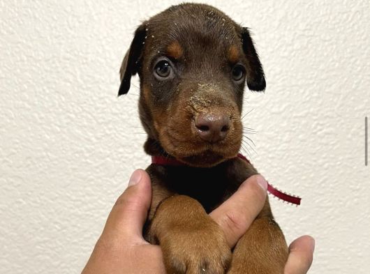 Kizil Doberman Yavrulari