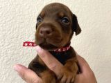 Kizil Doberman Yavrulari