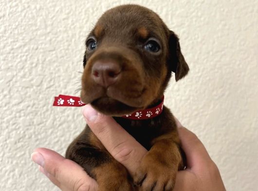 Kizil Doberman Yavrulari görsel