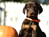 Yakişikli Doberman Yavrulari