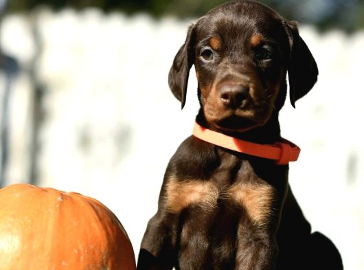 Yakişikli Doberman Yavrulari görsel