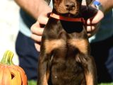 YAKIŞIKLI DOBERMAN YAVRULARI