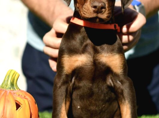 Yakişikli Doberman Yavrulari