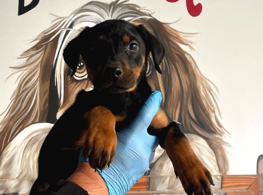 A Class Doberman Yavrular