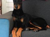 A Class Doberman Yavrular