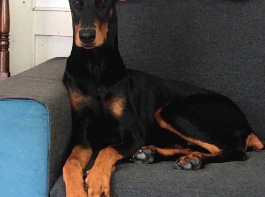 A Class Doberman Yavrular görsel