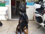 A Class Doberman Yavrular