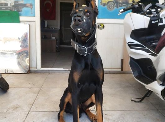 A Class Doberman Yavrular görsel