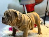 Egzoti̇k İngi̇li̇z Bulldog Merle Yavrular Aşili