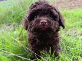 Chocolate Brown Gerçek Kore Teacup Poodle Bebeği̇mi̇z
