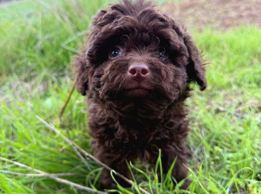 Chocolate Brown Gerçek Kore Teacup Poodle Bebeği̇mi̇z görsel