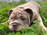 EGZOTİK İNGİLİZ BULLDOG MERLE YAVRULAR AŞILI