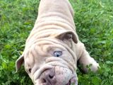 Egzoti̇k İngi̇li̇z Bulldog Merle Yavrular Aşili