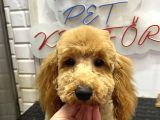 Yavru toy poodle