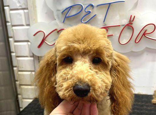 Yavru Toy Poodle