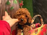 Anne Altindan Toy Poodle Bebekleri̇