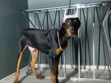 PREMIUM DOBERMAN