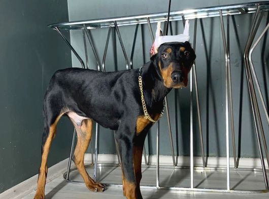 Premium Doberman