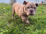 Egzoti̇k İngi̇li̇z Bulldog Merle Yavrular Aşili