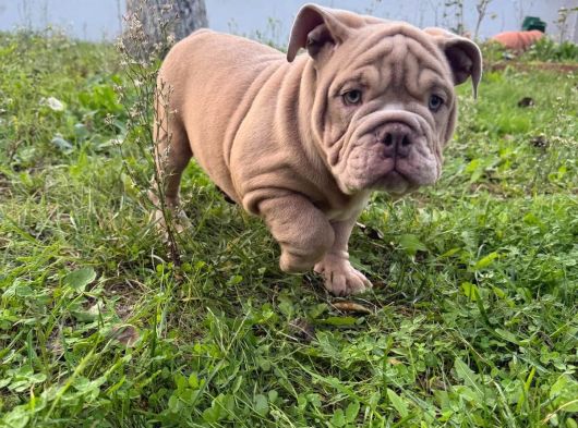 Egzoti̇k İngi̇li̇z Bulldog Merle Yavrular Aşili görsel
