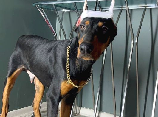 Premium Doberman görsel