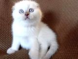 Anatomi̇ Hari̇kasi Scotti̇sh Ve Bri̇ti̇sh Bebekler